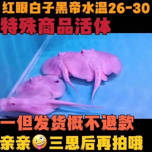 詳細閱讀:魟魚品牌是否屬于雜牌,魟魚品牌是否為雜牌的探討魟魚品牌是否為雜牌的探討 魟魚品牌是否屬于雜牌,魟魚品牌是否為雜牌的探討魟魚品牌是否為雜牌的探討