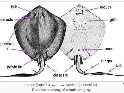 魟魚品牌是否屬于雜牌，魟魚品牌是否為雜牌的探討魟魚品牌是否為雜牌的探討