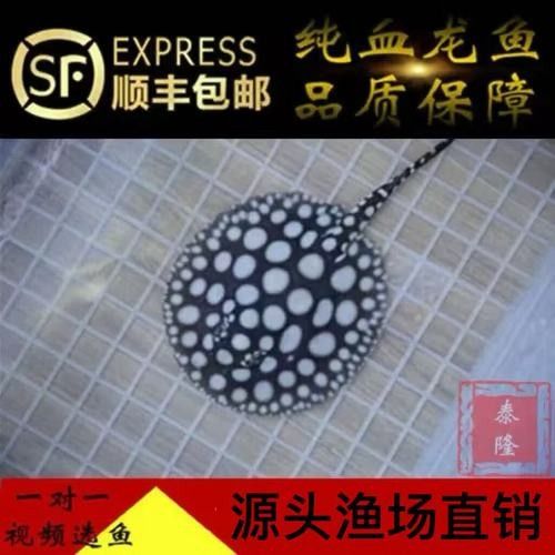 詳細閱讀:魟魚品牌是否屬于雜牌,魟魚品牌是否為雜牌的探討魟魚品牌是否為雜牌的探討 魟魚品牌是否屬于雜牌,魟魚品牌是否為雜牌的探討魟魚品牌是否為雜牌的探討