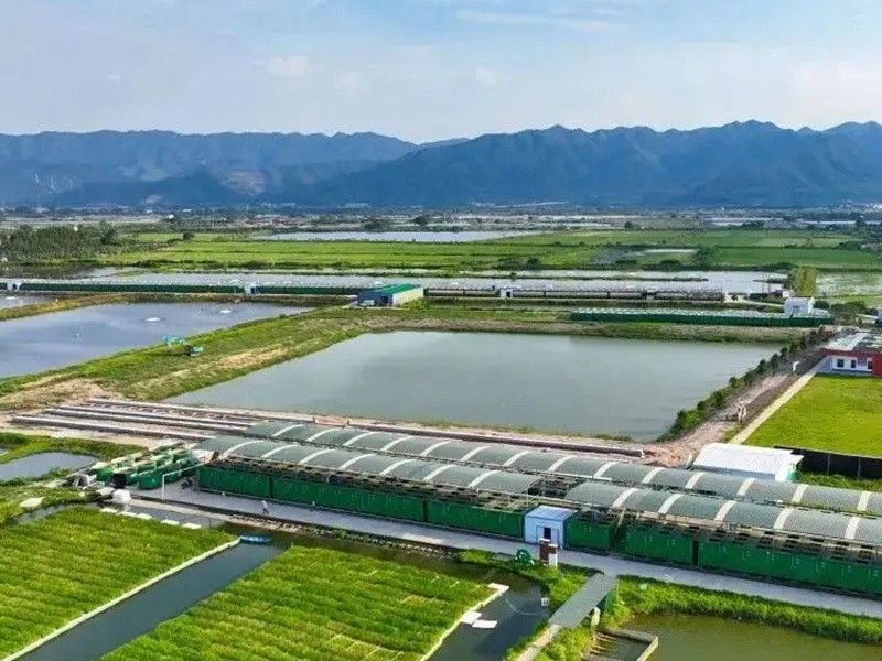 詳細閱讀:塘養殖的魚類種類取決于多種因素,一個魚塘可以混養多種魚,一個魚塘養多少魚合適 塘養殖的魚類種類取決于多種因素,一個魚塘可以混養多種魚,一個魚塘養多少魚合適