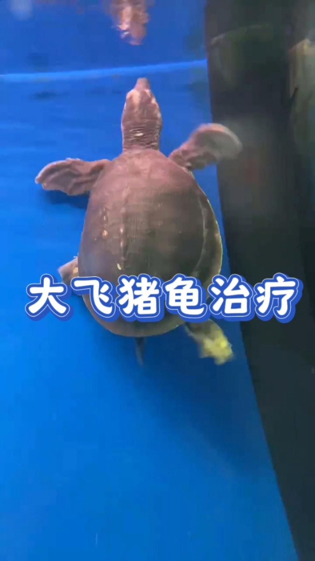 豬鼻龜腐皮怎么辦水質調節與護理技巧全解全民小視頻，豬鼻龜常見疾病及治療方法