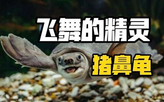 豬鼻龜腐皮怎么辦水質調節與護理技巧全解全民小視頻，豬鼻龜常見疾病及治療方法