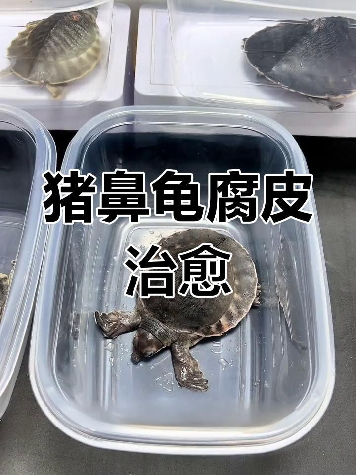 豬鼻龜腐皮怎么辦水質調節與護理技巧全解全民小視頻，豬鼻龜常見疾病及治療方法