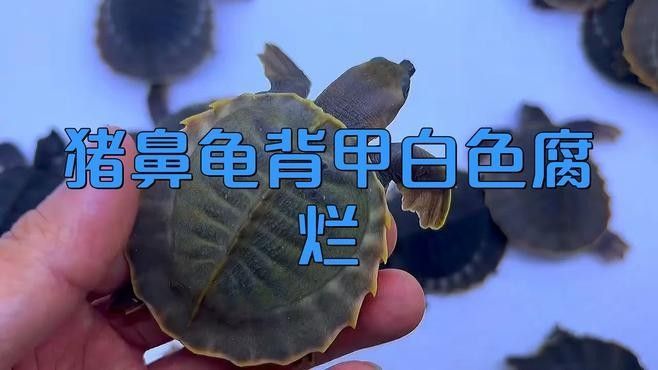 豬鼻龜腐皮怎么辦水質調節與護理技巧全解全民小視頻，豬鼻龜常見疾病及治療方法