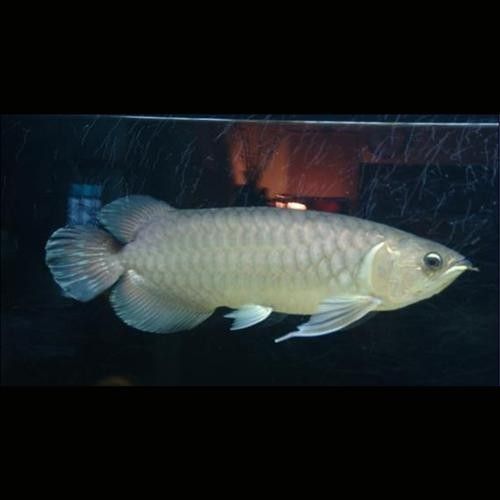 青龍魚屬于雜牌魚嗎？，新青龍魚是雜牌魚嗎？