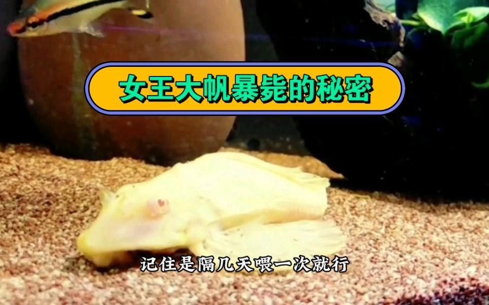 女王大帆在魚缸中不動的原因分析：女王大帆在魚缸中不動，女王大帆在魚缸中不動怎么回事