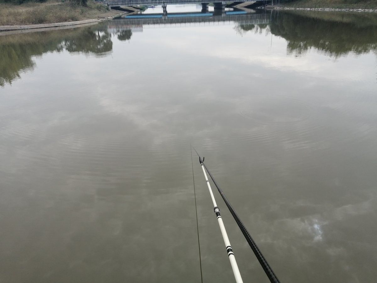 鯉魚一年能長多大？，興國紅鯉魚的生長速度