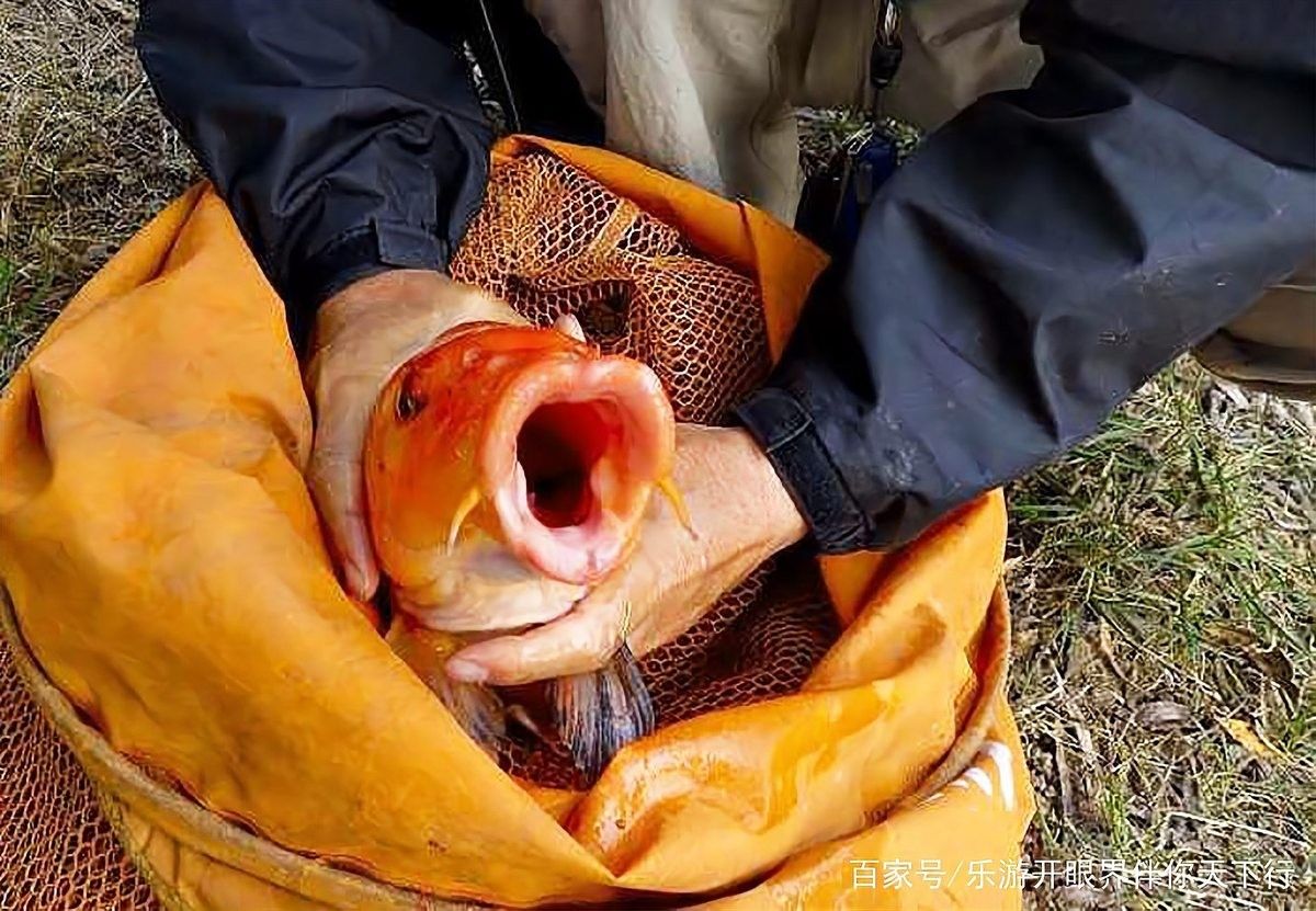 鯉魚一年能長多大？，興國紅鯉魚的生長速度