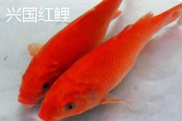 鯉魚一年能長多大？，興國紅鯉魚的生長速度
