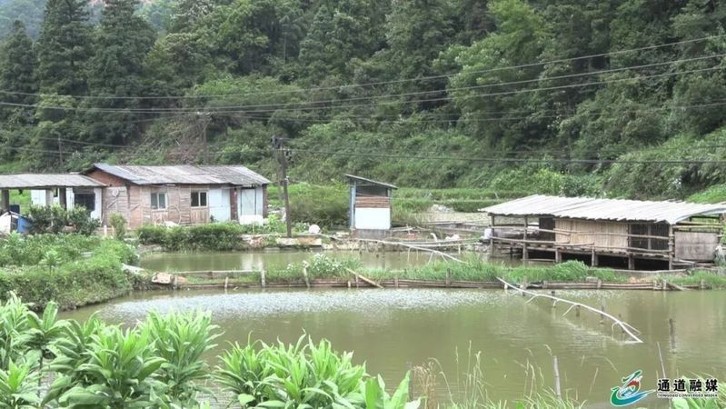 通道金龍魚的市場價格是多少？，如何區分金龍魚？