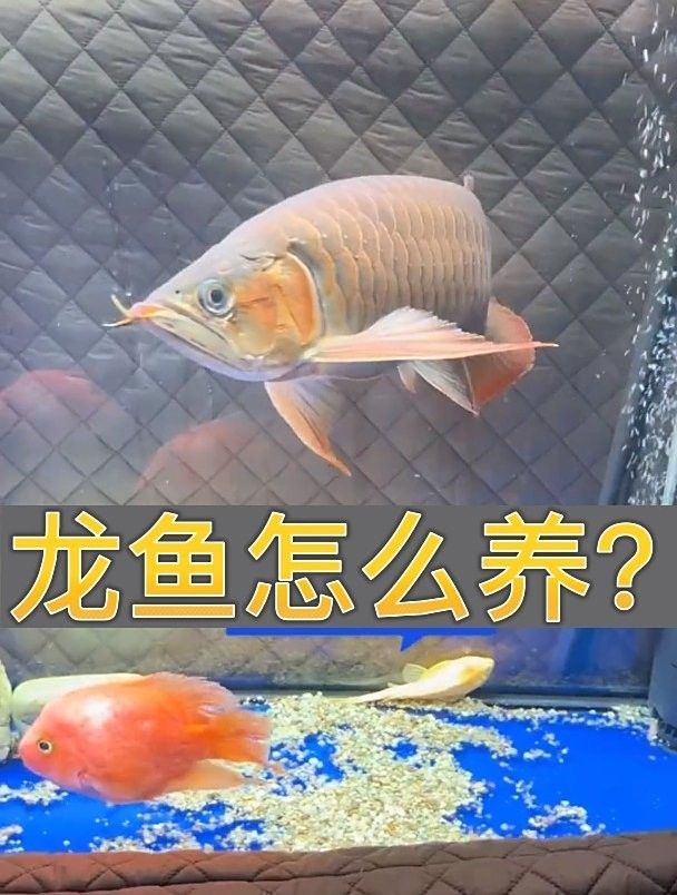 龍魚怎么養(yǎng)，龍魚飼養(yǎng)秘籍，關于龍魚飼養(yǎng)的全面指南，龍魚飼養(yǎng)技巧和注意事項