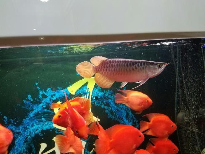 金龍魚創新產品中哪款最受歡迎，金龍魚1:1:1調和油的市場占有率是多少