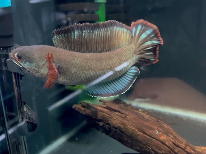 酒紅雷龍魚的繁殖過程是怎樣的，新手必看養殖技巧，愛養寵酒紅雷龍魚成體揭秘,新手必看養殖技巧