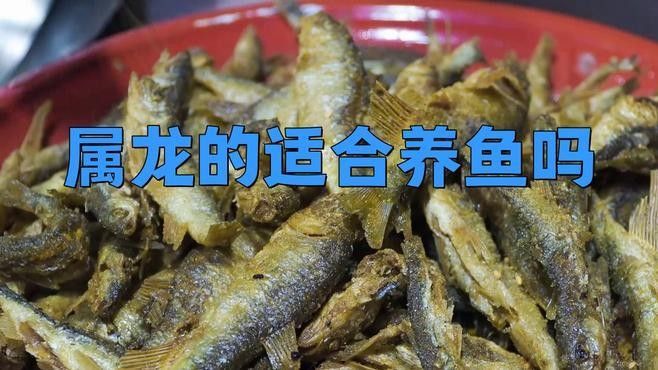 屬龍的人適合養魚嗎，養魚的注意事項，屬龍人適合養什么樣的魚？