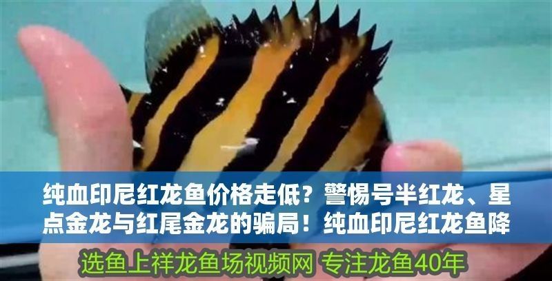 純血印尼紅龍魚(yú)降價(jià)背后，揭秘星點(diǎn)金龍與紅尾金龍的三大騙局，星點(diǎn)金龍魚(yú)價(jià)格是多少？