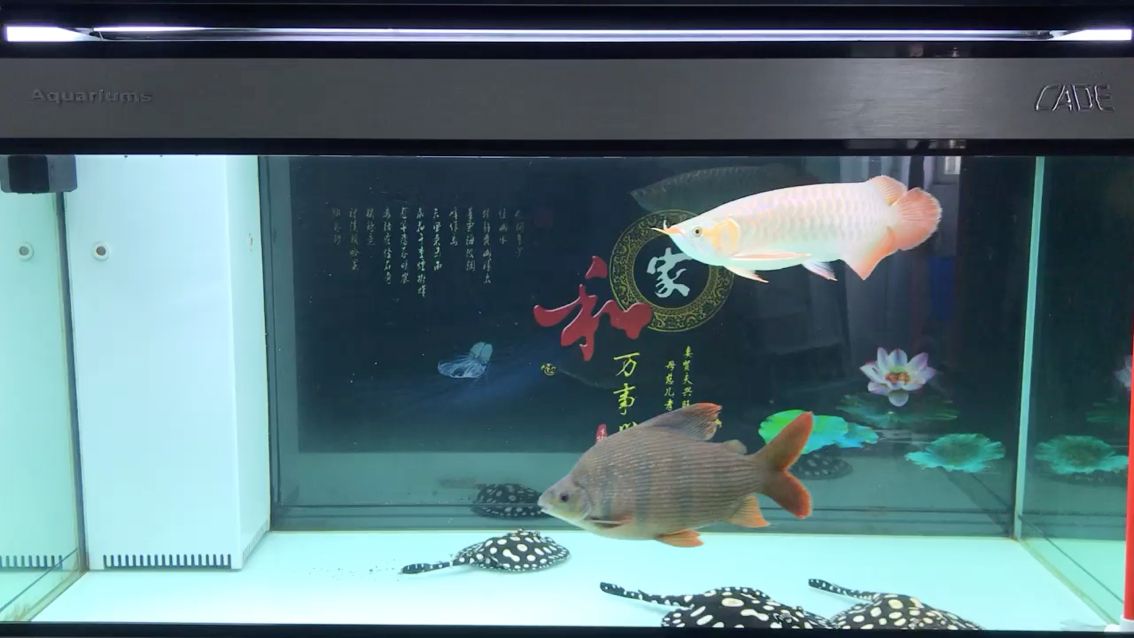 魚缸養殖建議，魚缸中的三條皇冠魚是否為適宜的數量