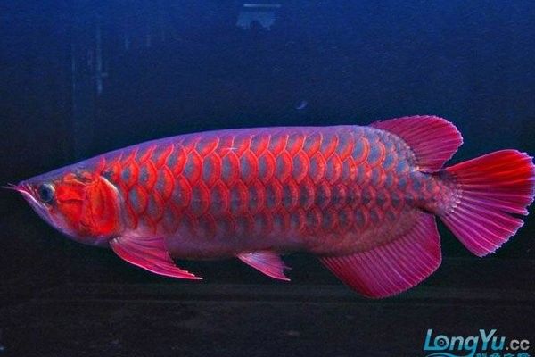 觀賞魚嗶哩嗶哩嗶哩嗶哩嗶哩嗶哩嗶哩嗶哩嗶哩紅龍魚，藍山紅龍魚的發(fā)色三大要素