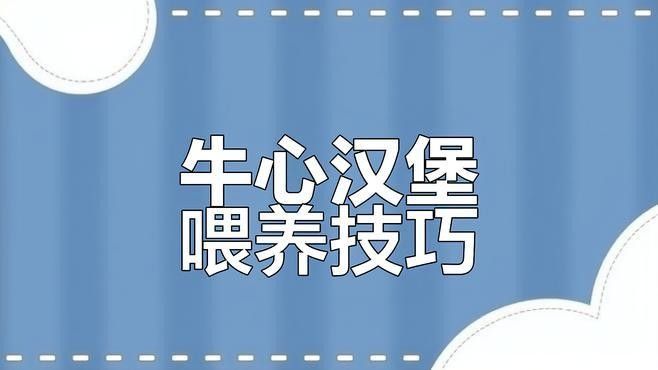 七彩神仙魚牛心漢堡正確投喂方法大揭秘牛心漢堡的正確喂法，七彩神仙魚喂食技巧大揭秘,牛心漢堡的正確投喂方法