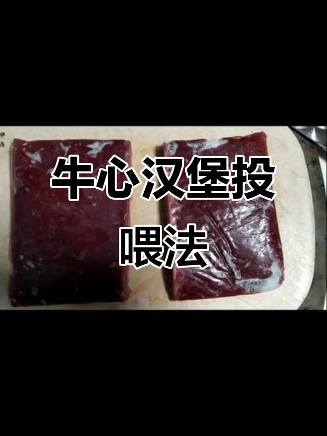 七彩神仙魚牛心漢堡正確投喂方法大揭秘牛心漢堡的正確喂法，七彩神仙魚喂食技巧大揭秘,牛心漢堡的正確投喂方法