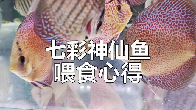 七彩神仙魚牛心漢堡正確投喂方法大揭秘牛心漢堡的正確喂法，七彩神仙魚喂食技巧大揭秘,牛心漢堡的正確投喂方法