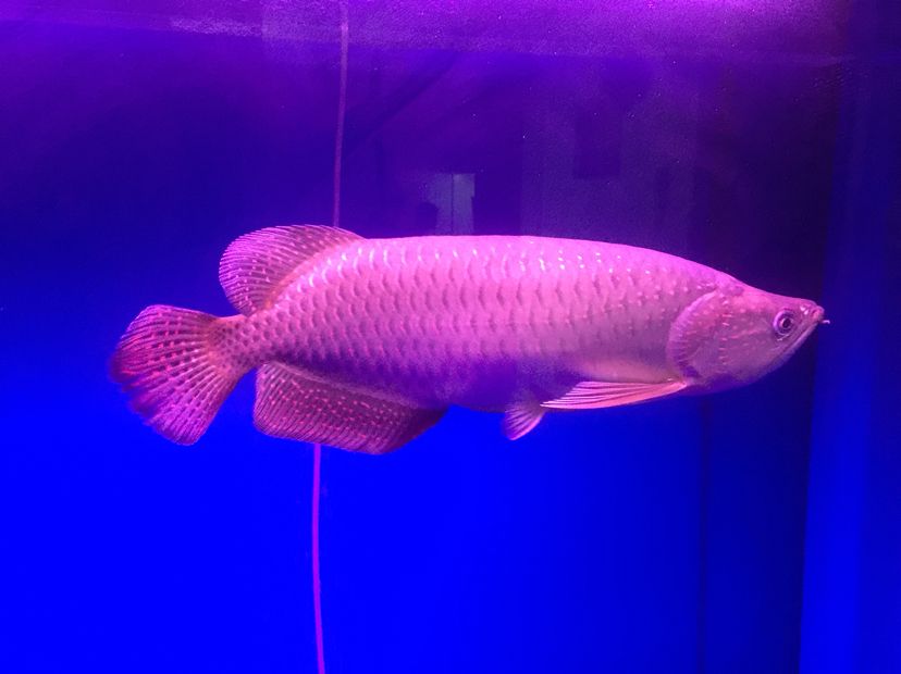 龍魚突然停止食用蝦的原因，為什么我的龍魚不吃蝦了，本文探討了龍魚停止食用蝦的原因