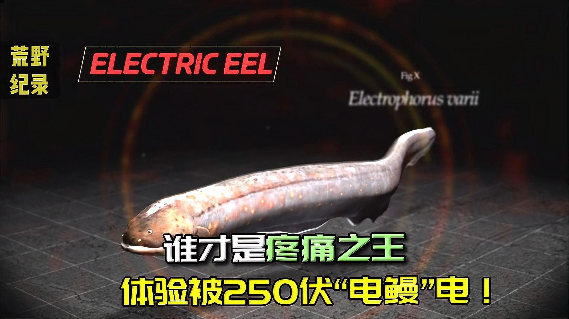 荒野偵察局用多少條電鰻可以電死人，電鰻能電死人嗎，電鰻真的能電死人嗎？