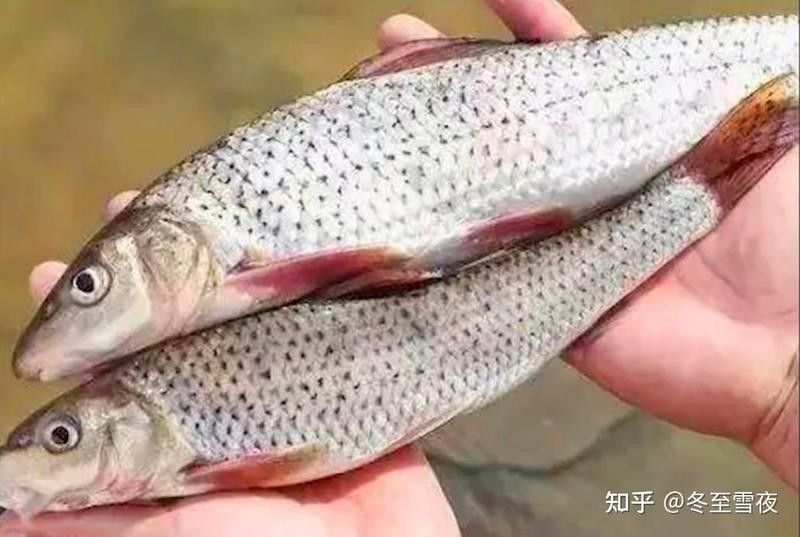 東北雅羅魚的肉質鮮美，是當地居民餐桌上的“三花五羅”之一，東北雅羅魚的烹飪方式