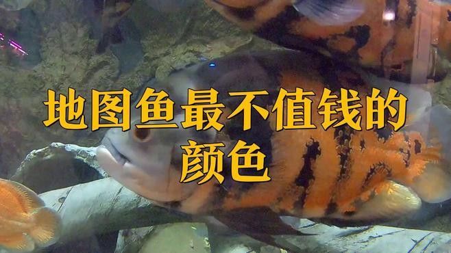 探討地圖魚最不值錢的顏色時，我們首先需要了解地圖魚的常見顏色，探討地圖魚最不值錢的顏色