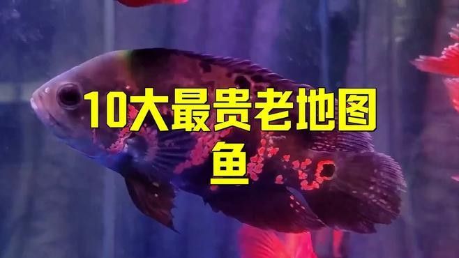 探討地圖魚最不值錢的顏色時，我們首先需要了解地圖魚的常見顏色，探討地圖魚最不值錢的顏色