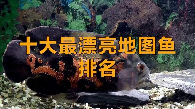 探討地圖魚最不值錢的顏色時，我們首先需要了解地圖魚的常見顏色，探討地圖魚最不值錢的顏色