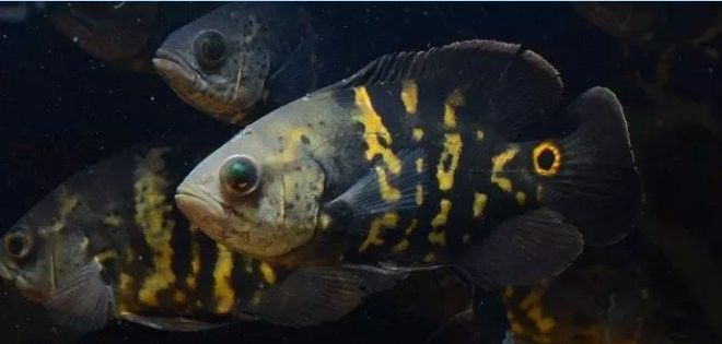探討地圖魚最不值錢的顏色時，我們首先需要了解地圖魚的常見顏色，探討地圖魚最不值錢的顏色