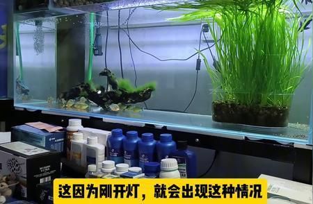 銀龍魚趴缸的原因及解決方法，新買的銀龍魚趴缸底的原因，銀龍魚趴缸底有幾種情況