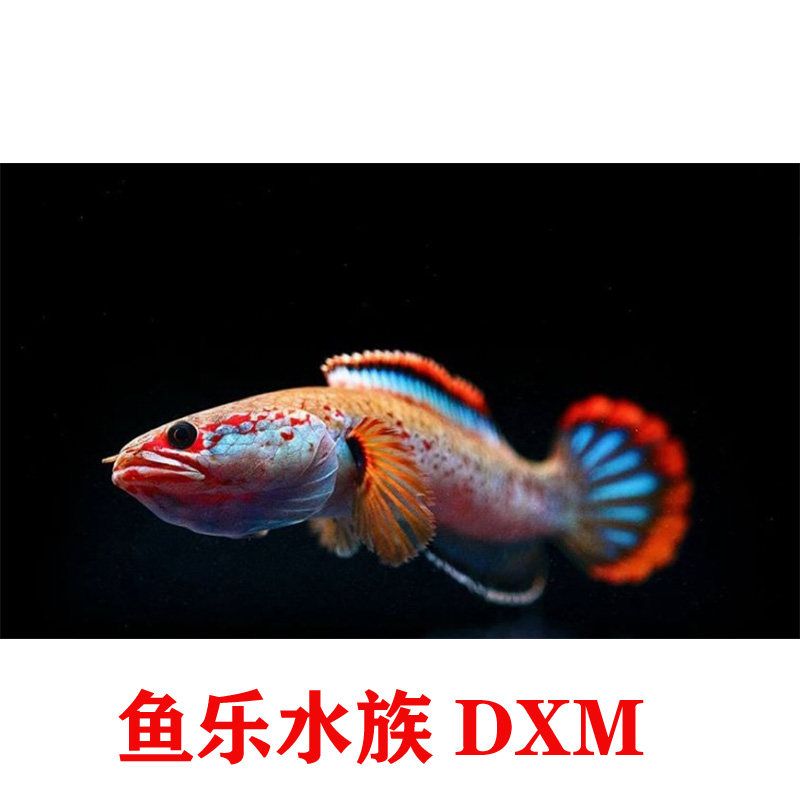 魚缸里面的氣泵有什么用，，魚缸里面的氣泵有什么用