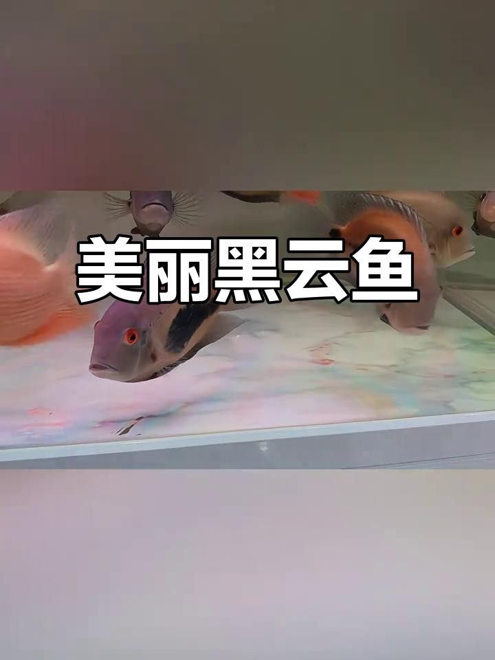 大吉大利黑云魚能長多大，能活幾年，大吉大利黑,大吉大利黑云魚的價格是多少