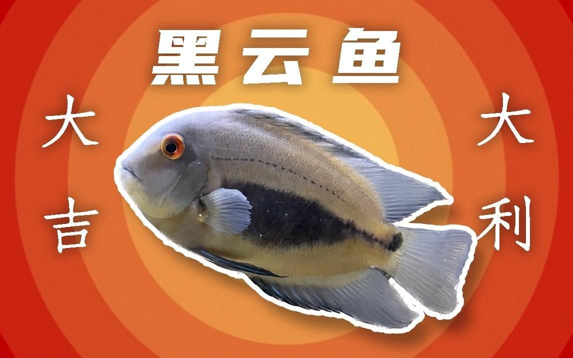 大吉大利黑云魚能長多大，能活幾年，大吉大利黑,大吉大利黑云魚的價格是多少