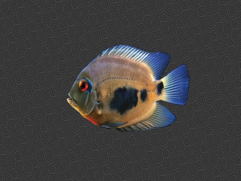 大吉大利黑云魚能長多大，能活幾年，大吉大利黑,大吉大利黑云魚的價格是多少