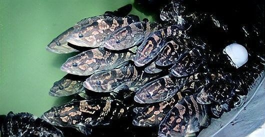 云龍魚的最佳烹飪方法是什么？，云龍魚的價(jià)格是多少？