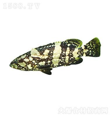 云龍魚的最佳烹飪方法是什么？，云龍魚的價(jià)格是多少？