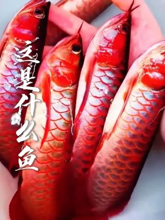 全面的龍魚(yú)種類圖片大全，你知道多少？，10種龍魚(yú)你喜歡哪種品種觀賞魚(yú)養(yǎng)魚(yú)日記祝大家年年有魚(yú)魚(yú)龍魚(yú)