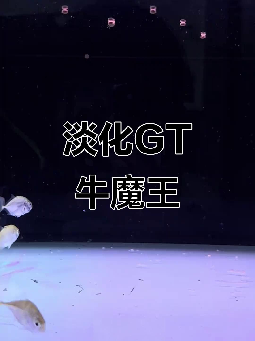 牛魔王魚的飼養(yǎng)方法，熱帶淡水觀賞魚牛魔王gt魚的受歡迎程度介紹