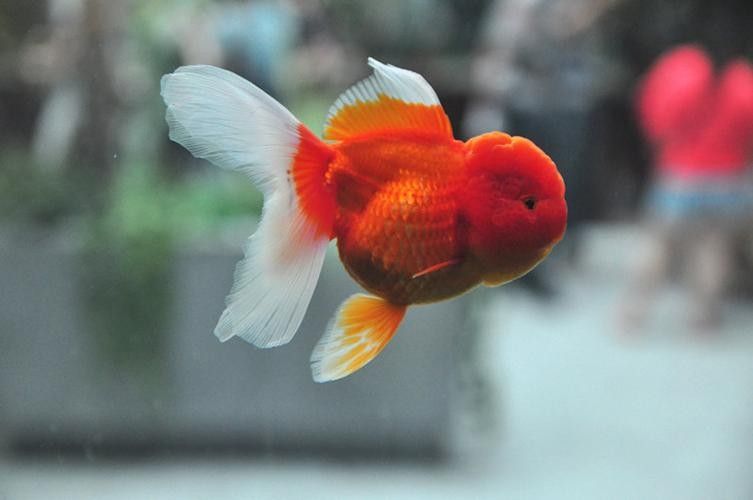 福州金魚品牌，你了解多少？，關于福州金魚的相關信息