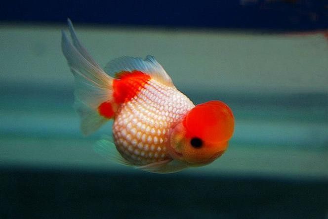 福州金魚品牌，你了解多少？，關于福州金魚的相關信息