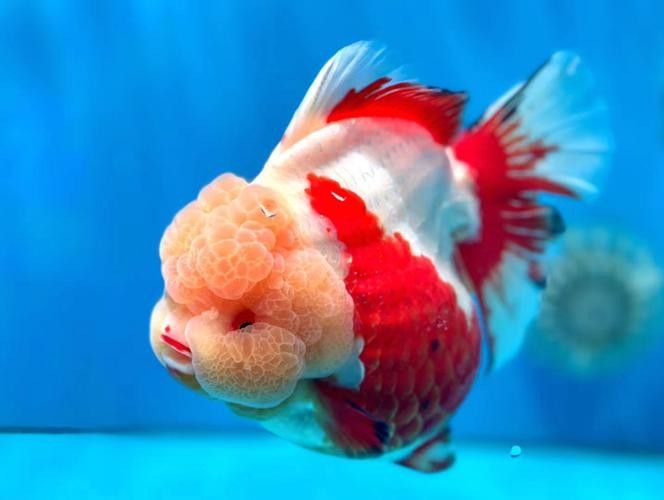 福州金魚品牌，你了解多少？，關于福州金魚的相關信息