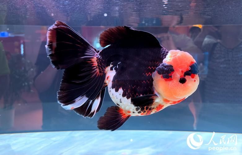 福州金魚品牌，你了解多少？，關于福州金魚的相關信息