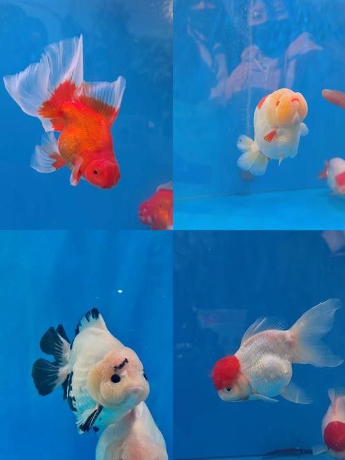 福州金魚品牌，你了解多少？，關于福州金魚的相關信息