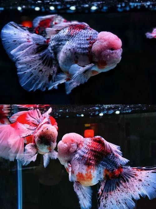 福州金魚品牌，你了解多少？，關于福州金魚的相關信息