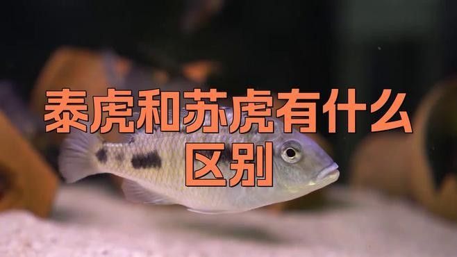 泰虎和蘇虎的區別，泰虎和蘇虎有什么區別泰虎和蘇虎哪個更有收藏價值