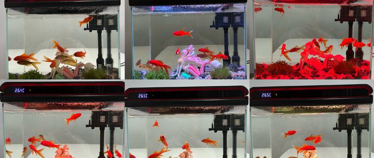 龍魚浮水現(xiàn)象可能由多種原因引起龍魚浮水問題的征兆，龍魚為什么會浮水