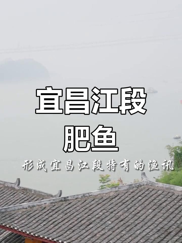 湖北壟上行宜昌肥魚是什么魚昆山智聯(lián)plc劉工宜昌肥魚，宜昌的肥魚是什么魚