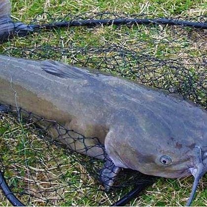 湖北壟上行宜昌肥魚是什么魚昆山智聯(lián)plc劉工宜昌肥魚，宜昌的肥魚是什么魚